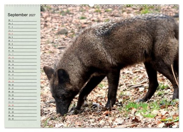 Produktbild: Im Rudel Zuhause - Der Wolf (hochwertiger Premium Wandkalender 2027 DIN A2 quer), Kunstdruck in Hochglanz