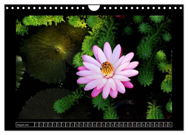 Produktbild: Bali - Details (Wandkalender 2026 DIN A4 quer), CALVENDO Monatskalender