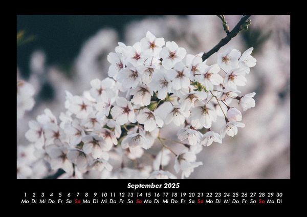 Produktbild: Blumenkalender 2025 Fotokalender DIN A3