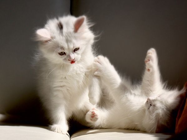 Produktbild: CALVENDO Puzzle Katzen - Perserkatze | 1000 Teile Lege-Gr&ouml;&szlig;e 64x48cm Foto-Puzzle f&uuml;r gl&uuml;ckliche Stunden
