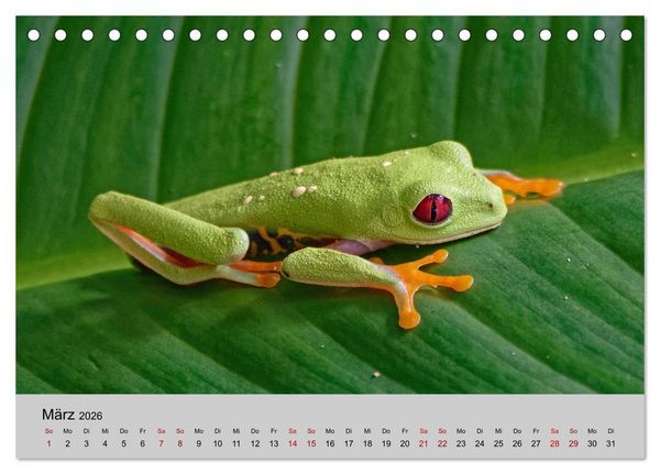 Produktbild: COSTA RICA - Tierische Momente (Tischkalender 2026 DIN A5 quer), CALVENDO Monatskalender