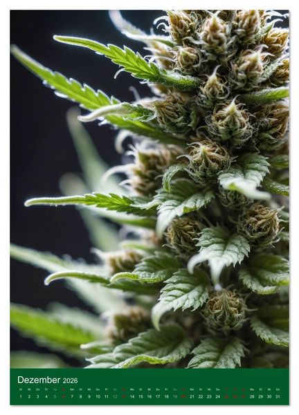 Produktbild: Grow your Year - Der Cannabis Kalender f&uuml;r Fans und Grower (Wandkalender 2026 DIN A3 hoch), CALVENDO Monatskalender