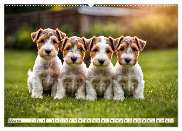 Produktbild: Drahthaar-Foxterrier (Wandkalender 2026 DIN A2 quer), CALVENDO Monatskalender