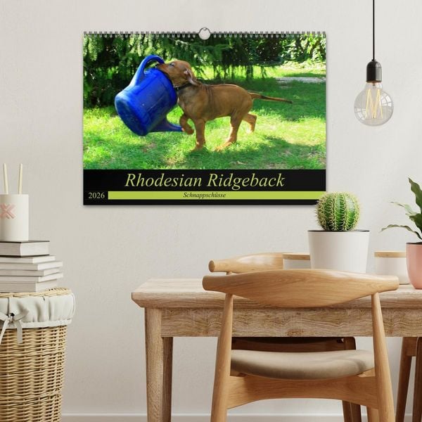 Produktbild: Rhodesian Ridgeback - Schnappsch&uuml;sse - (Wandkalender 2026 DIN A3 quer), CALVENDO Monatskalender