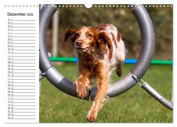 Produktbild: Agility - Sport und Spass (Wandkalender 2026 DIN A3 quer), CALVENDO Monatskalender