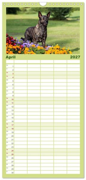 Produktbild: Familienplaner 2027 - ausdrucksvolle Holl&auml;ndische Sch&auml;ferhunde mit 5 Spalten (Wandkalender, 21 x 45 cm) CALVENDO