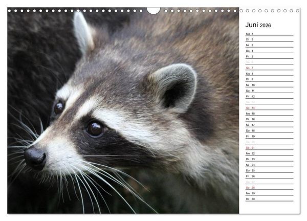 Produktbild: Der kleine R&auml;uber mit Maske - Waschb&auml;ren (Wandkalender 2026 DIN A3 quer), CALVENDO Monatskalender