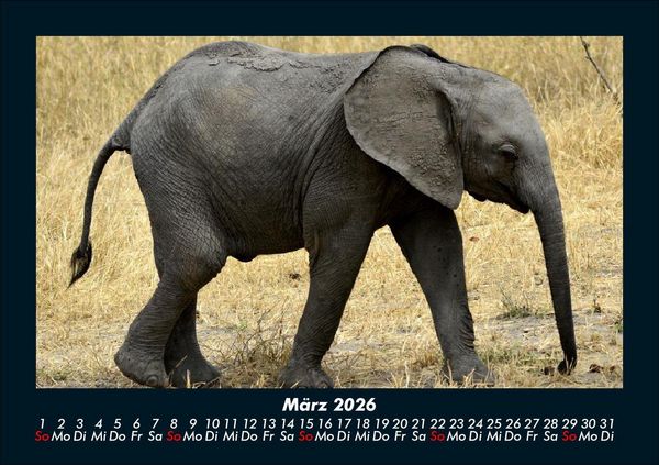 Produktbild: Der Elefantenkalender 2026 Fotokalender DIN A5