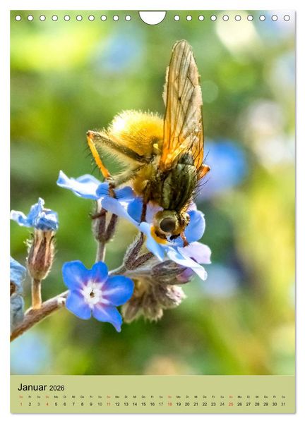 Produktbild: INSEKTENWELT - Heimische N&uuml;tzlinge ganz nah (Wandkalender 2026 DIN A4 hoch), CALVENDO Monatskalender