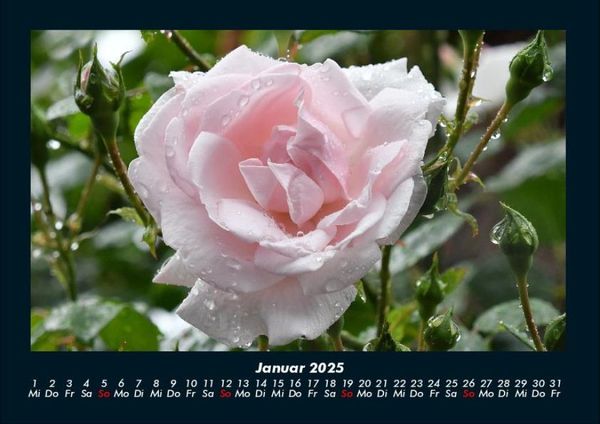 Produktbild: Rosentraum 2025 Fotokalender DIN A4