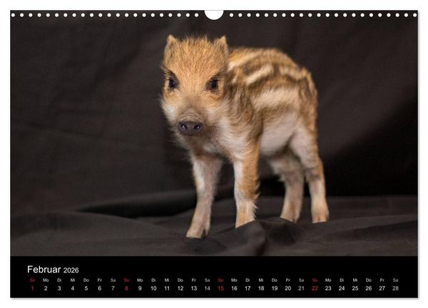 Produktbild: Kleine Schweinereien (Wandkalender 2026 DIN A3 quer), CALVENDO Monatskalender