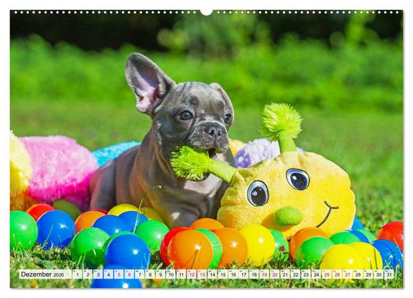 Produktbild: Kleine Helden - Franz&ouml;sische Bulldoggen (hochwertiger Premium Wandkalender 2026 DIN A2 quer), Kunstdruck in Hochglanz