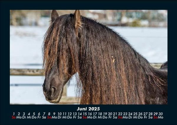 Produktbild: Pferdegefl&uuml;ster 2025 Fotokalender DIN A5