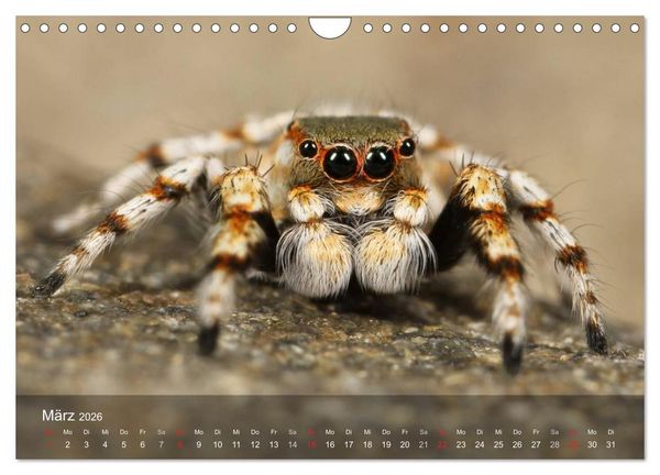 Produktbild: Faszination Spinnen (Wandkalender 2026 DIN A4 quer), CALVENDO Monatskalender
