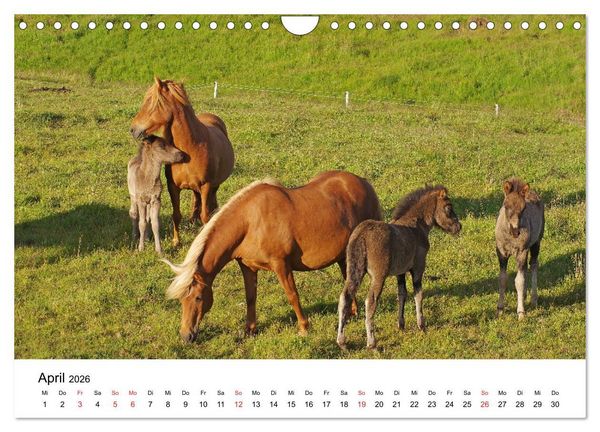 Produktbild: Die Pferde Islands - Ein Streifzug durch Island (Wandkalender 2026 DIN A4 quer), CALVENDO Monatskalender