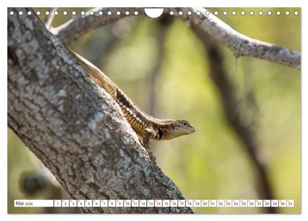 Produktbild: Galapagos-Inseln - Ein Paradies f&uuml;r Tiere (Wandkalender 2026 DIN A4 quer), CALVENDO Monatskalender