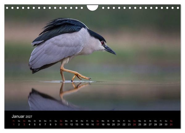 Produktbild: Reiher - Der Tanz auf dem Wasser (Wandkalender 2027 DIN A4 quer), CALVENDO Monatskalender