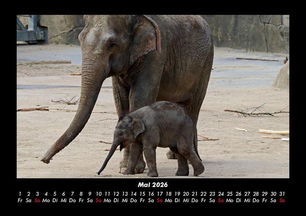 Produktbild: Elefanten - Die sanften Riesen Afrikas 2026 Fotokalender DIN A3