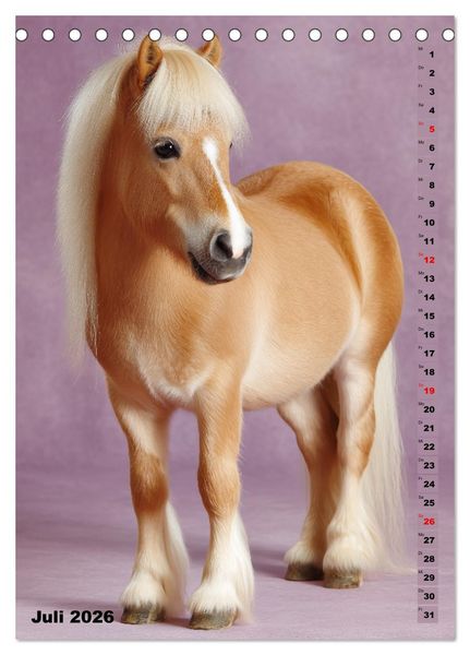 Produktbild: Das Leben ist ein Ponyhof - Zwergponys im Studiolicht (Tischkalender 2026 DIN A5 hoch), CALVENDO Monatskalender
