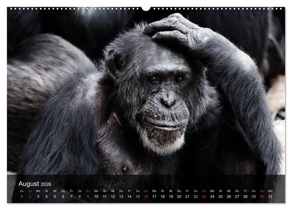 Produktbild: Menschenaffen. Gorillas, Schimpansen, Orang-Utans (Wandkalender 2026 DIN A2 quer), CALVENDO Monatskalender
