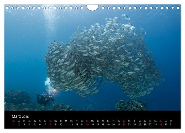 Produktbild: Tanz der Fische (Wandkalender 2026 DIN A4 quer), CALVENDO Monatskalender