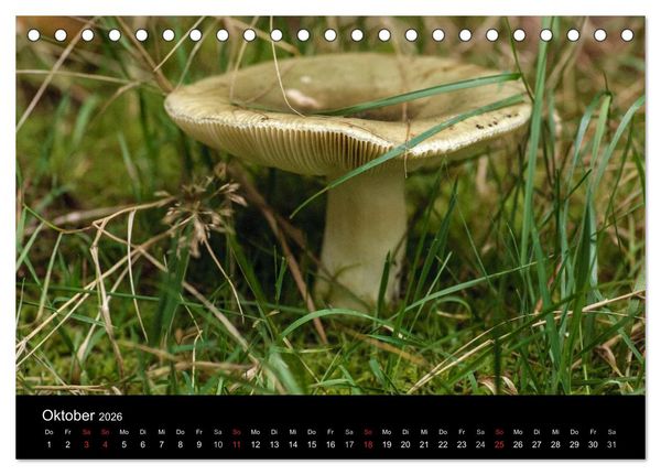 Produktbild: Pilze in Wald und Flur (Tischkalender 2026 DIN A5 quer), CALVENDO Monatskalender