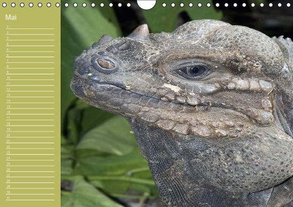 Produktbild: Drachen / Geburtstagskalender (Wandkalender immerw&auml;hrend DIN A4 quer)
