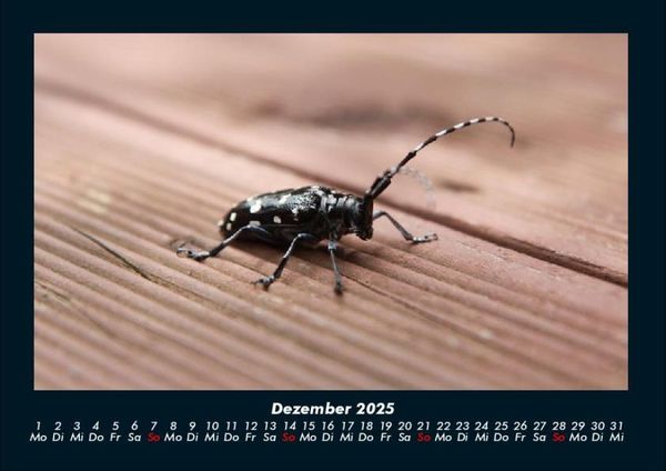 Produktbild: K&auml;fer 2025 Fotokalender DIN A4