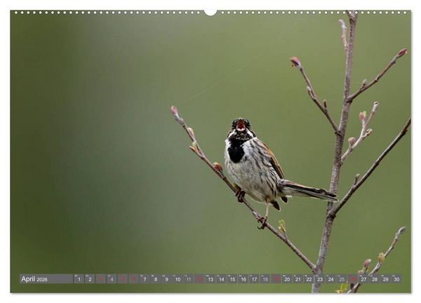Produktbild: INNE BOTANIK - V&ouml;gel im Ruhrpott (hochwertiger Premium Wandkalender 2026 DIN A2 quer), Kunstdruck in Hochglanz