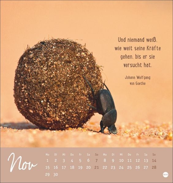 Produktbild: Never give up! Postkartenkalender 2027 - Durchhalten. Denn alles wird gut.
