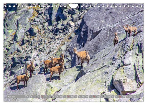 Produktbild: Waidmannsheil und Waidmannsdank (Wandkalender 2026 DIN A4 quer), CALVENDO Monatskalender