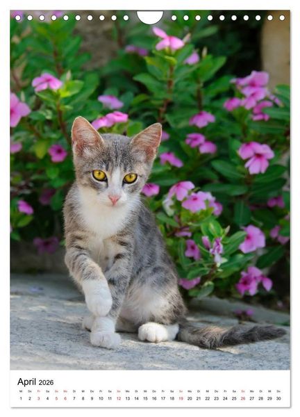 Produktbild: COUNTRY CATS (Wandkalender 2026 DIN A4 hoch), CALVENDO Monatskalender