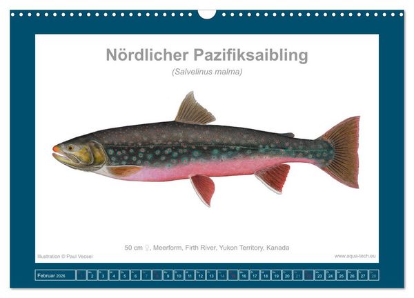 Produktbild: Fisch als Kunst 2026: Amerikanische Saiblinge (Wandkalender 2026 DIN A3 quer), CALVENDO Monatskalender