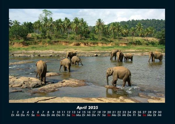 Produktbild: Welt der Tiere 2025 Fotokalender DIN A4