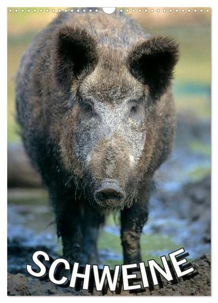 Produktbild: Schweine 2026 (Wandkalender 2026 DIN A3 hoch), CALVENDO Monatskalender