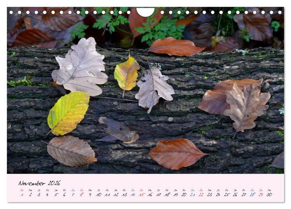 Produktbild: Wald und Baum 2026 (Wandkalender 2026 DIN A4 quer), CALVENDO Monatskalender