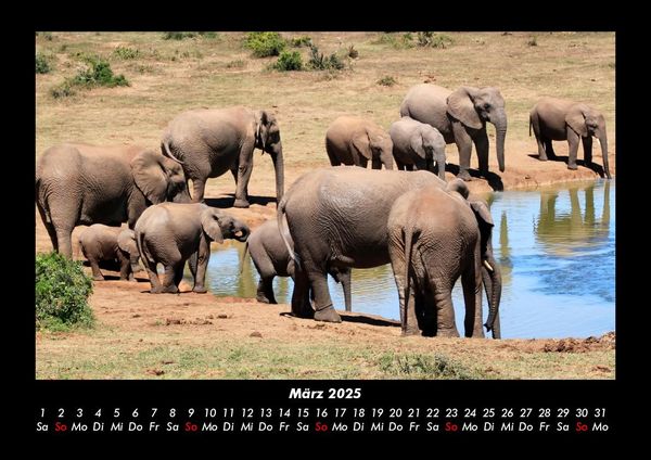 Produktbild: Tiere in der Wildnis 2025 Fotokalender DIN A3