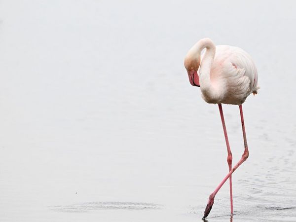 Produktbild: CALVENDO Puzzle Flamingo | 1000 Teile Lege-Gr&ouml;&szlig;e 64x48cm Foto-Puzzle f&uuml;r gl&uuml;ckliche Stunden