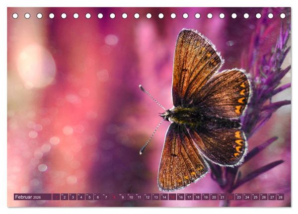 Produktbild: Schmetterlinge im Fokus (Tischkalender 2026 DIN A5 quer), CALVENDO Monatskalender
