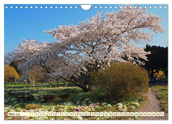 Produktbild: Der Hermannshof Das Parkjuwel in Weinheim an der Bergstra&szlig;e (Wandkalender 2026 DIN A4 quer), CALVENDO Monatskalender