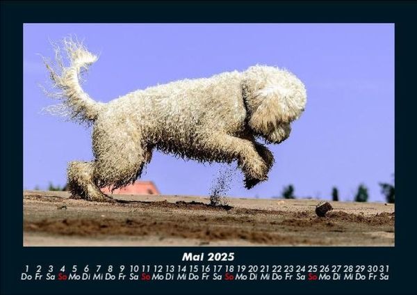 Produktbild: Hunde Kalender 2025 Fotokalender DIN A5