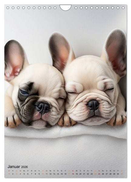Produktbild: Franz&ouml;sische Bulldogge - ein Hund f&uuml;r die Familie (Wandkalender 2026 DIN A4 hoch), CALVENDO Monatskalender