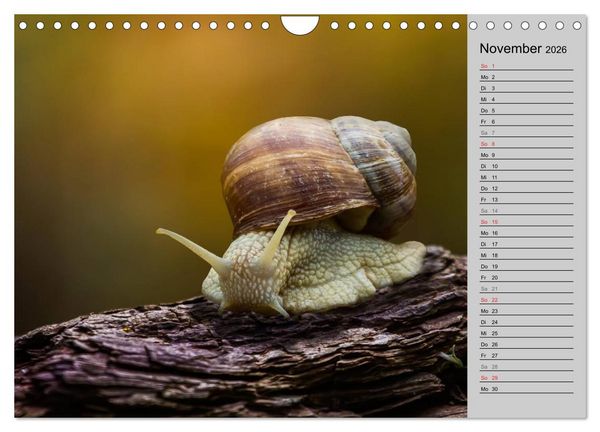 Produktbild: Salamander und Co. (Wandkalender 2026 DIN A4 quer), CALVENDO Monatskalender
