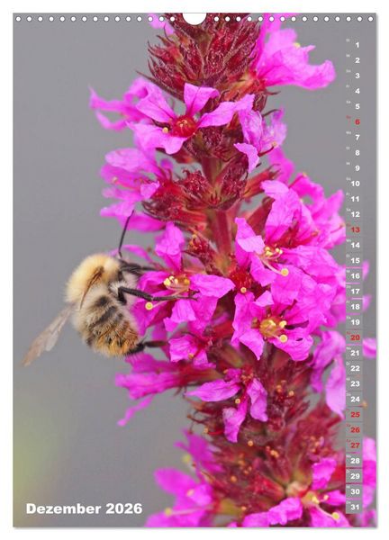 Produktbild: Blossom Love, von Bienen und Hummeln (Wandkalender 2026 DIN A3 hoch), CALVENDO Monatskalender
