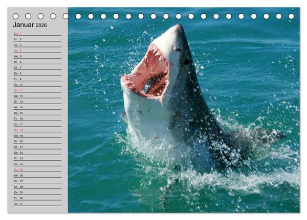Produktbild: Haie (Tischkalender 2026 DIN A5 quer), CALVENDO Monatskalender