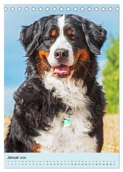 Produktbild: Berner Sennenhund - stark , sch&ouml;n und liebenswert (Tischkalender 2026 DIN A5 hoch), CALVENDO Monatskalender
