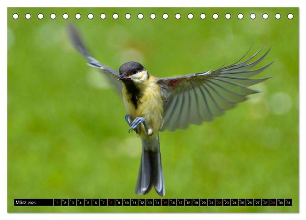 Produktbild: Die Sch&ouml;nheit der Gartenv&ouml;gel im Flug (Tischkalender 2026 DIN A5 quer), CALVENDO Monatskalender