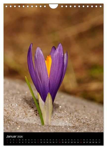 Produktbild: WILDBLUMEN (Wandkalender 2026 DIN A4 hoch), CALVENDO Monatskalender