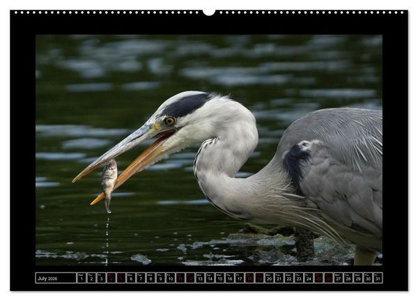 Produktbild: The heron parade (Wall Calendar 2026 DIN A2 landscape), CALVENDO 12 Month Wall Calendar
