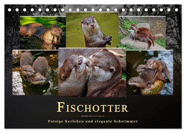 Produktbild: Fischotter - putzige Kerlchen und elegante Schwimmer (Tischkalender 2026 DIN A5 quer), CALVENDO Monatskalender